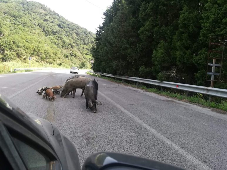 maiali in strada