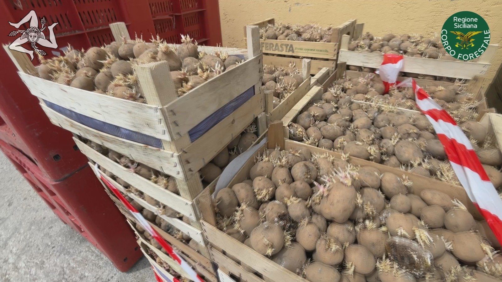 patate sequestrate e destinate a smaltimento_3