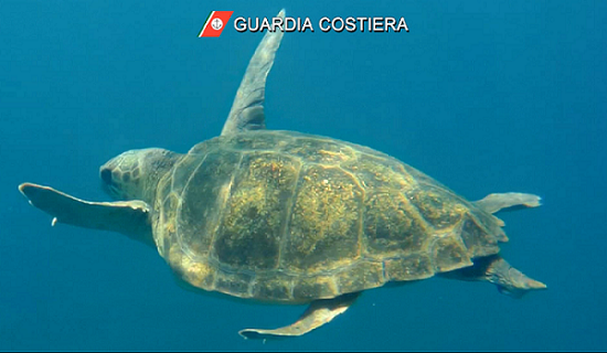 Una delle quattro tartarughe caretta caretta liberate nel mare di Capo d'Orlando