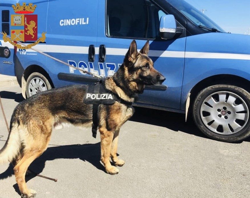 unità cinofile polizia