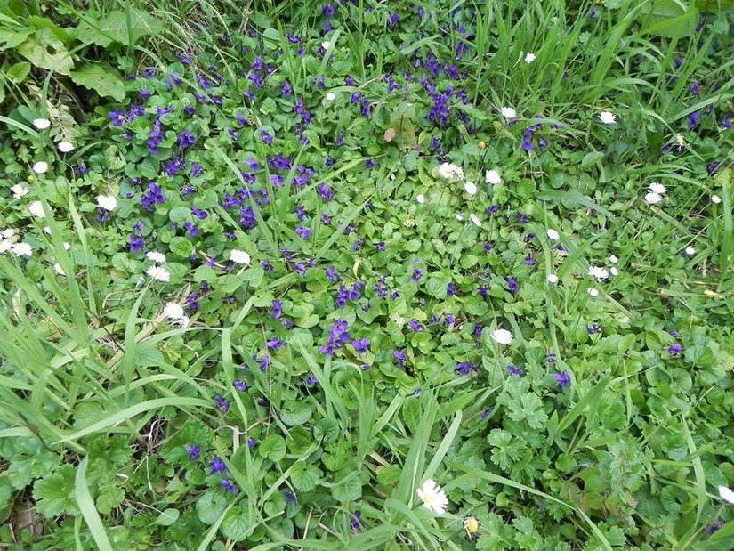 violette sinagra fiori